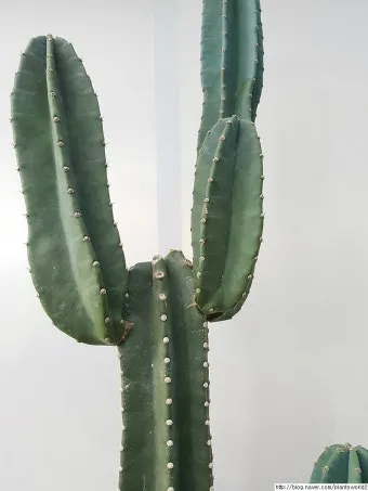 귀면각 선인장 키우기, 자르기, 귀면각기둥, 꽃, 물주기, 분갈이_32