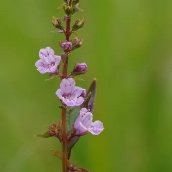 약용식물 가는잎산들깨 석향유 여름철 한방재 건강 효과_23