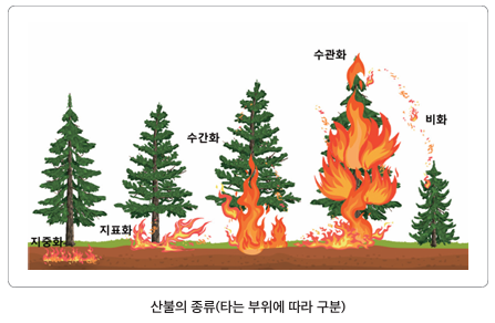 산불의 종류