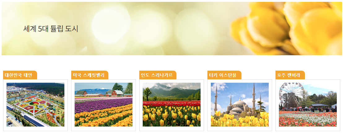 태안 세계 튤립 꽃박람회