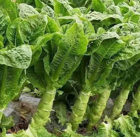 궁채 효능 부작용 나물 고르는법 칼로리