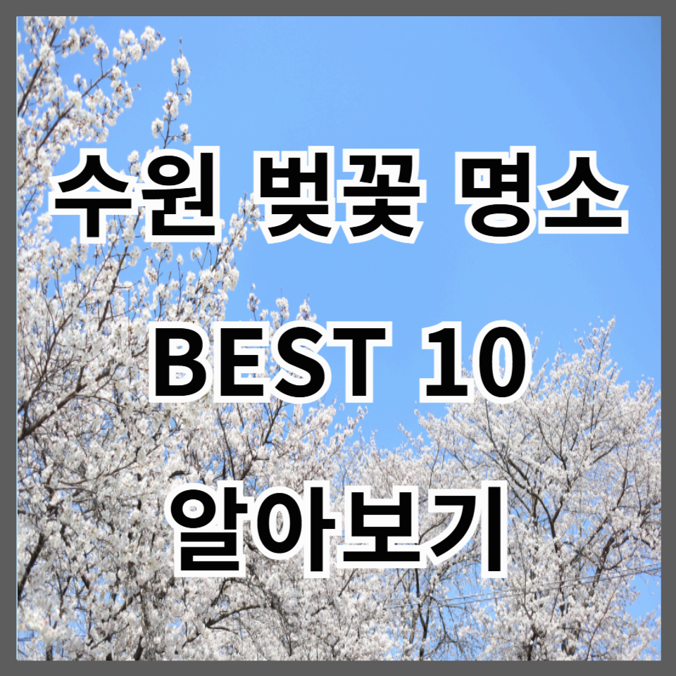 수원 벚꽃 명소 BEST 10 & 인생샷 스팟, 벚꽃 개화시기 정보