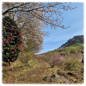 대금산