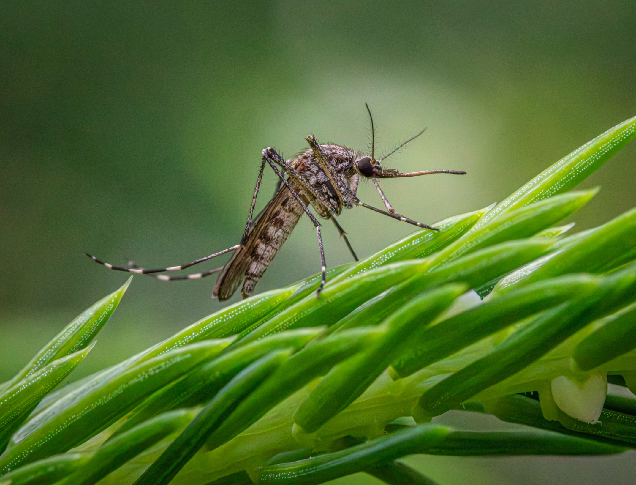 모기기피제 사용법