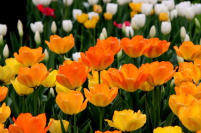 조경에서의 자연적 색상 조합: 색의 심리학 🌈🌿