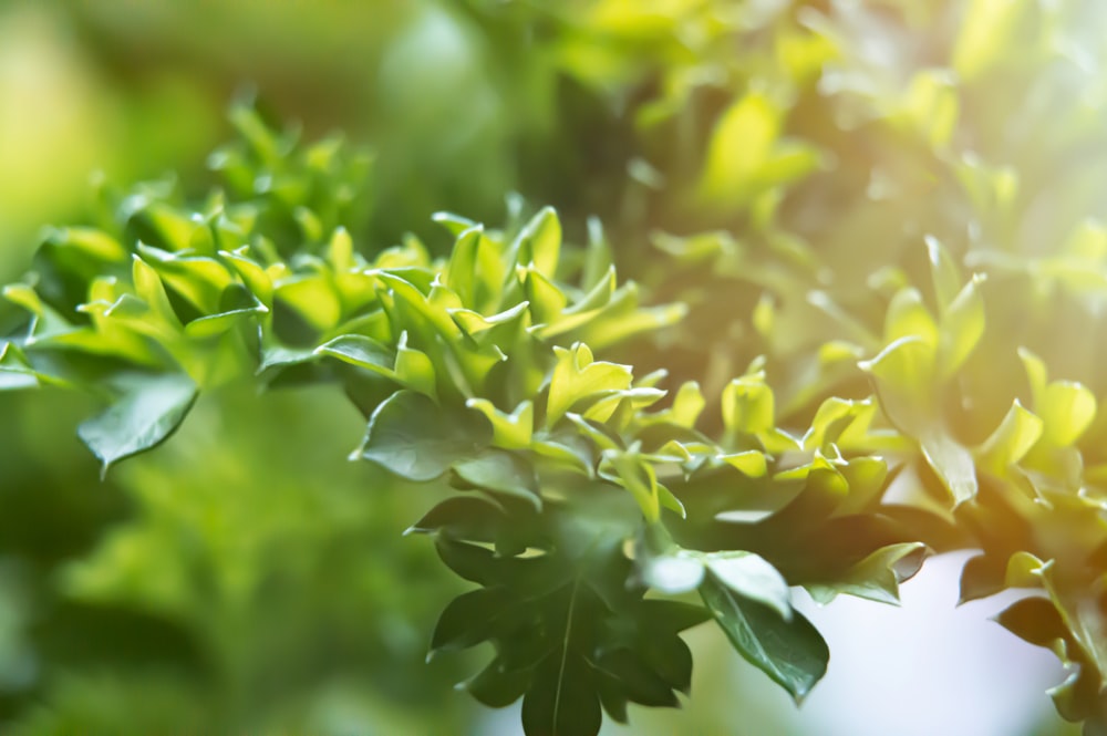 비건 관련 이미지