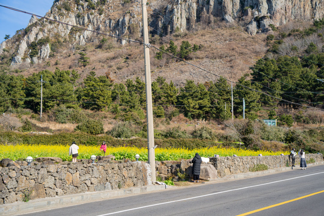 산방산 유채꽃 명소