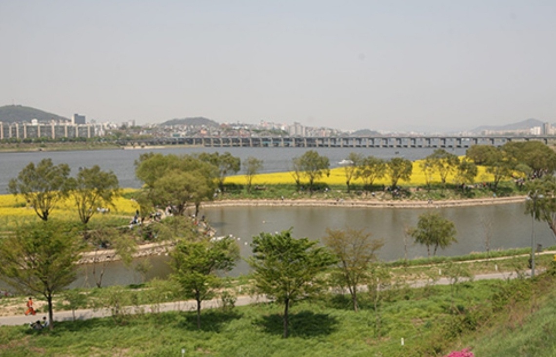 한강 서래섬 유채꽃 축제 이미지