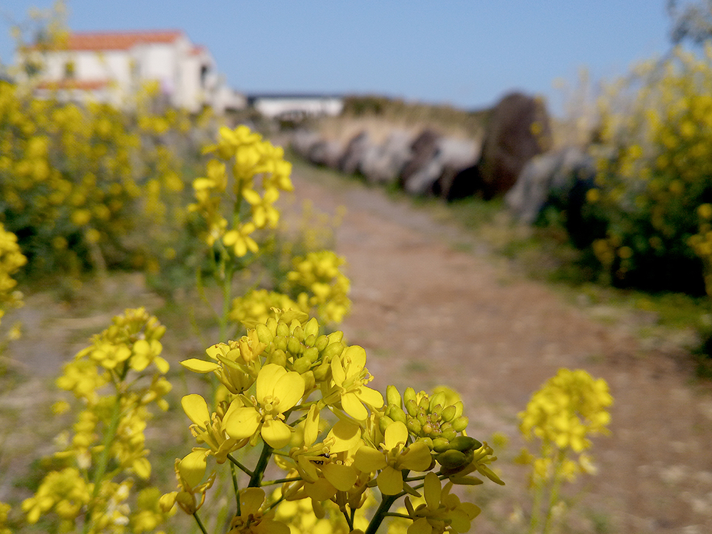 올레4코스: 유채꽃