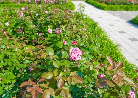 서울대공원 장미축제