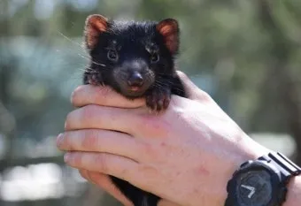 태즈메이니아 데빌 특징 매력 성격_6