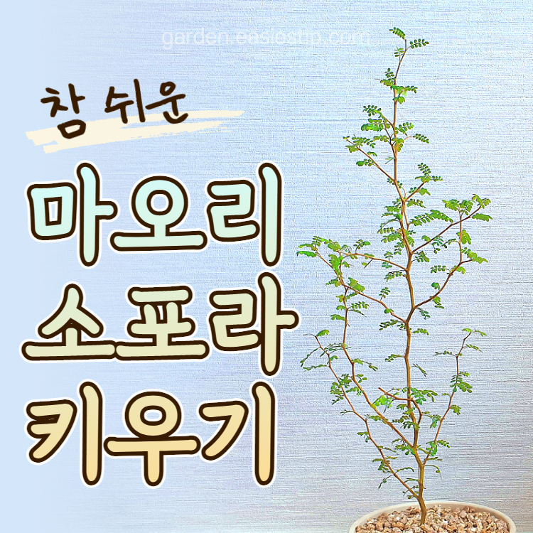 마오리소포라 키우기