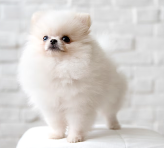 반려동물 예방접종 및 검강검진