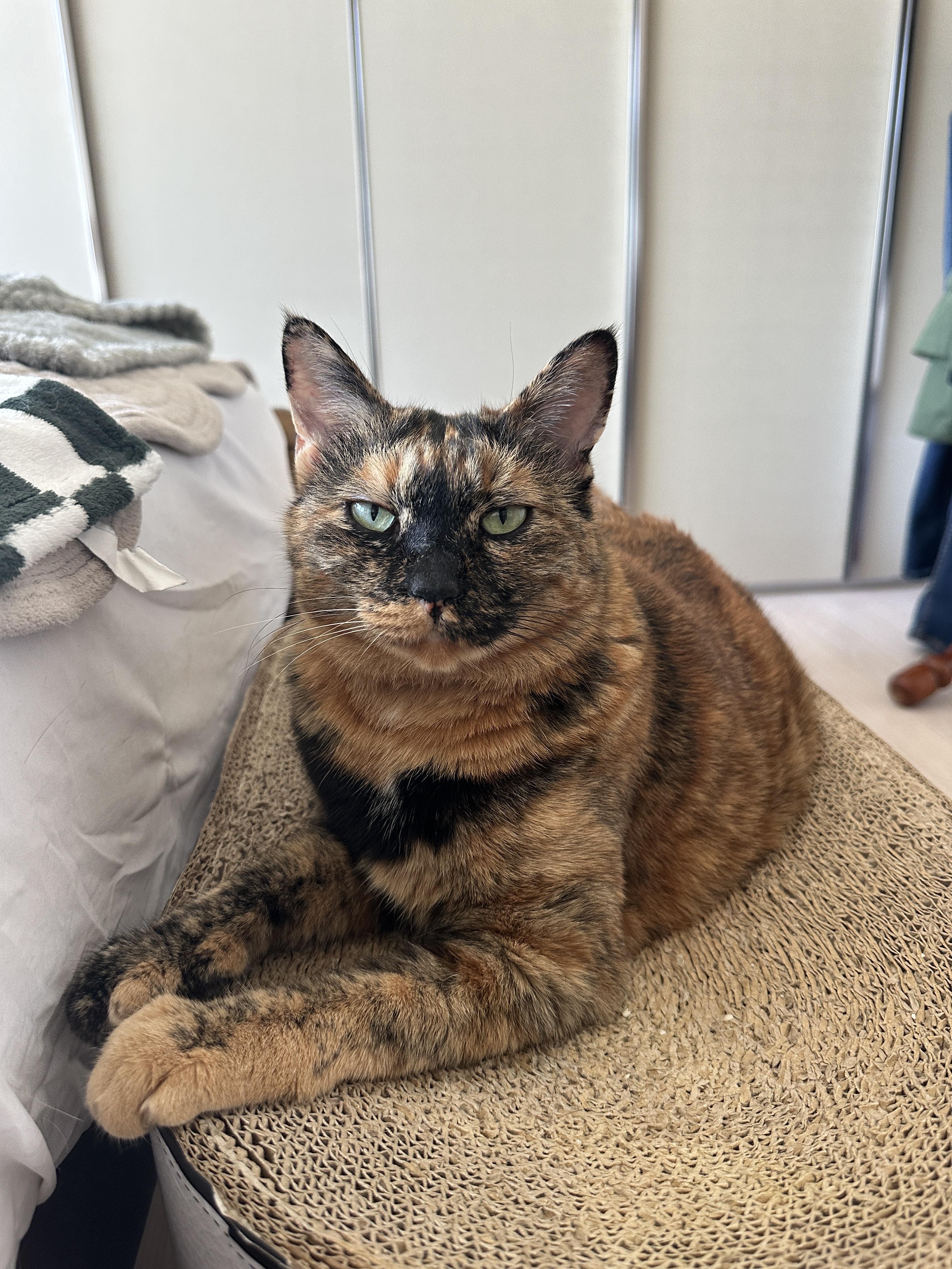 엄마랑_아이컨택하는_수다냥이_카오스_사랑이