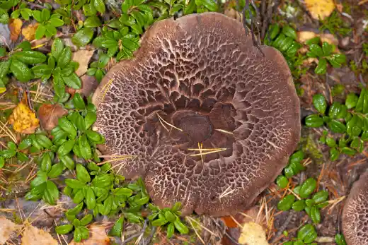 능이버섯 효능 효과 및 가격, 주의점