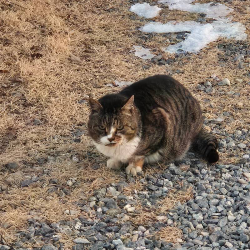 cat, 캠핑장에서 만난 고양이
