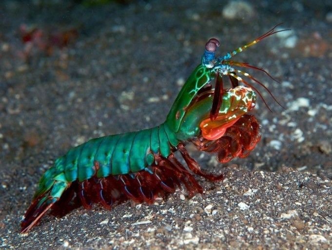 맨티스 새우(샤프림프)