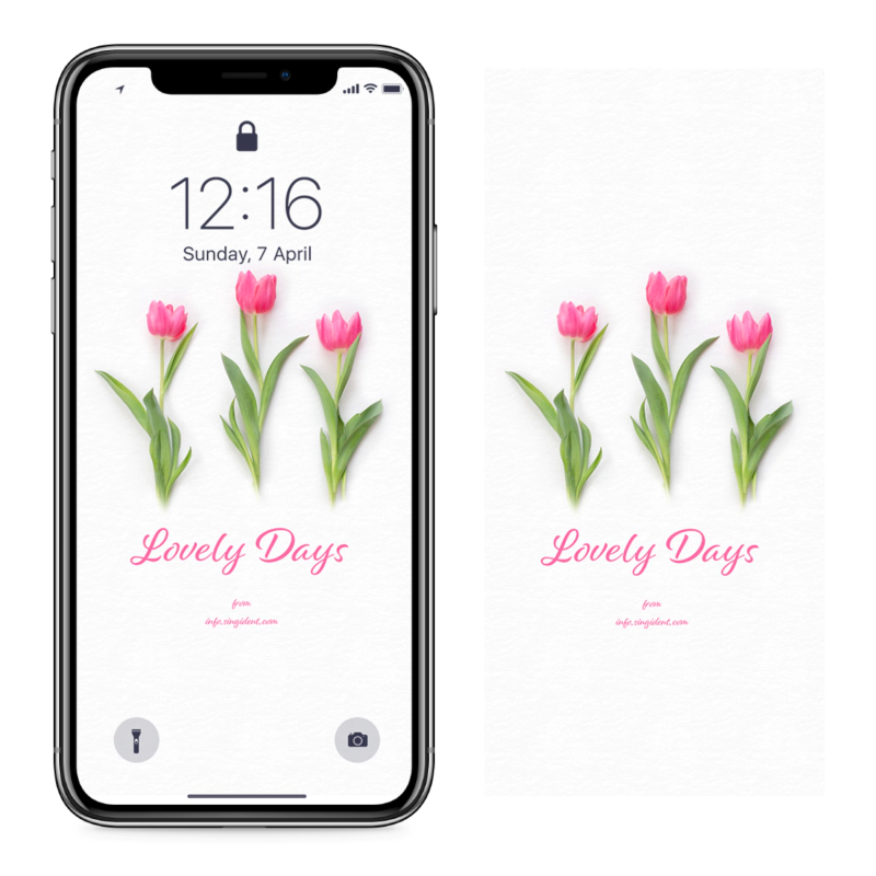 02 핑크 튤립 C - Lovely Days 아이폰꽃배경화면