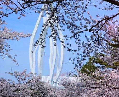 군산 벚꽃