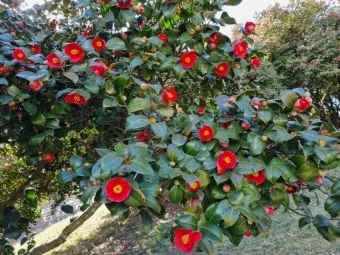 서천 마량리 동백나무 숲 개화 코스_10