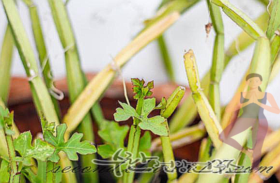 시서스 효능 부작용