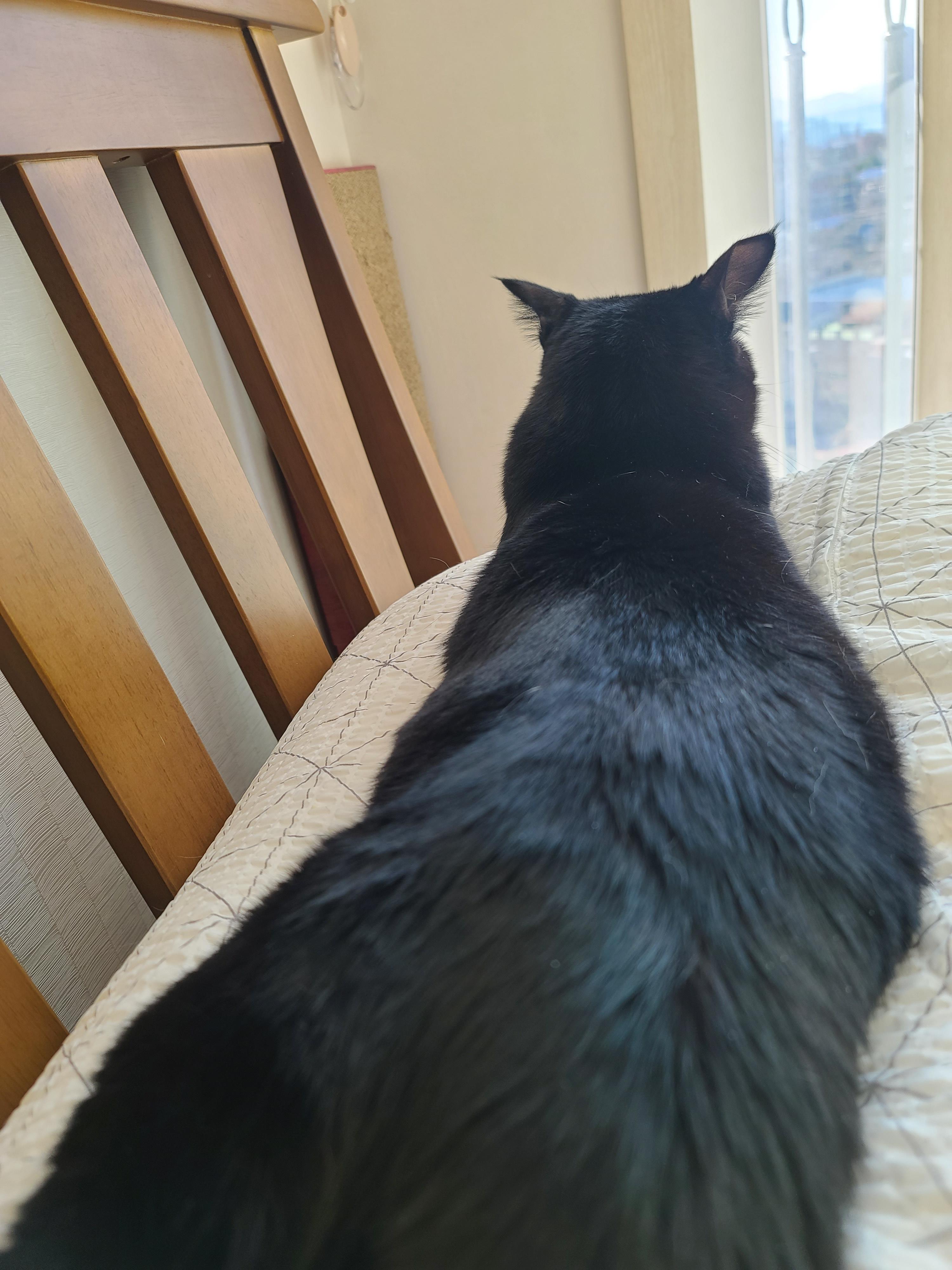 햇살 좋은 아침 고양이들과 모닝인사