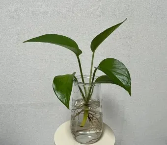 알리 수경재배기 리뷰_11