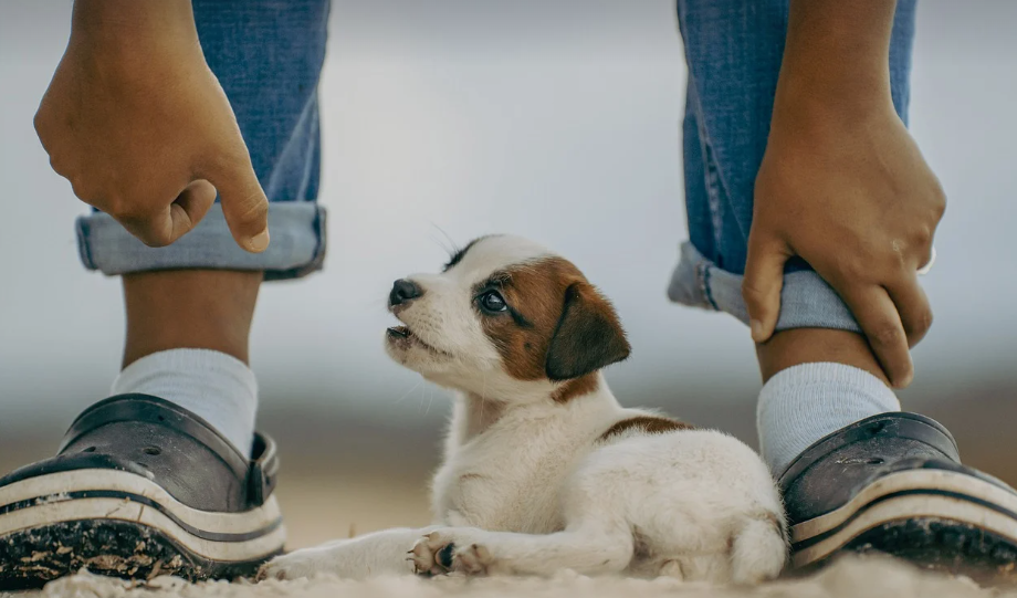 2024년 펫 소비자 트렌드: 반려동물 산업의 변화와 혁신