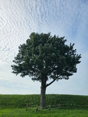 제주 항파두리 유적지 역사 공부 겸 산책코스 소개_16