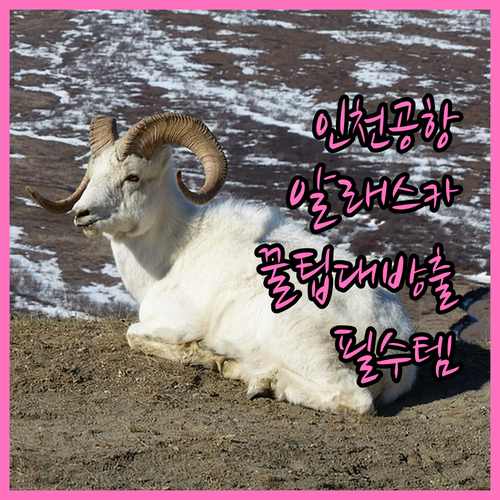 인천공항 알래스카 항공 제1터미널 이..
