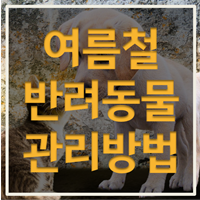 여름철 반려동물 열사병 예방