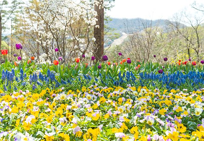 봄-화담숲-수선화