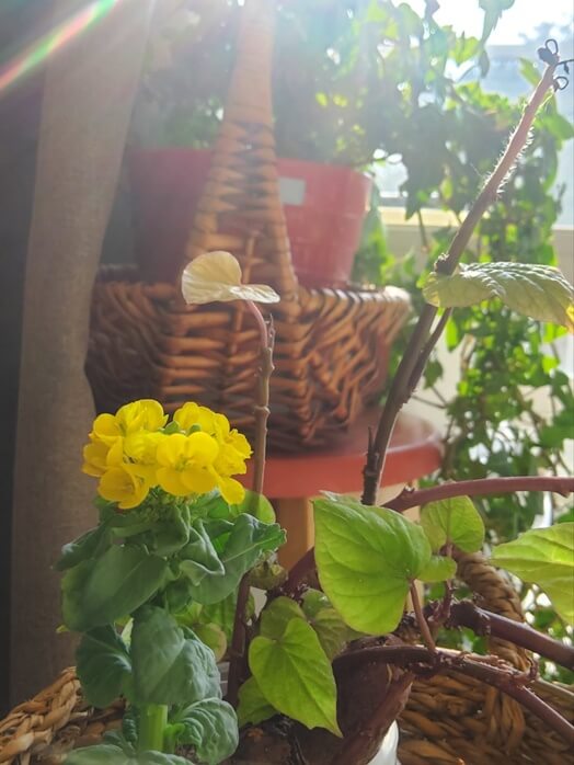 생화와-푸른-잎사귀가-가득한-베란다텃밭으로-빛이-들어오는-모습