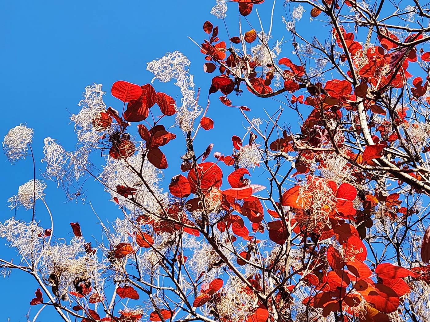 안개나무(자엽안개나무) Smoke tree