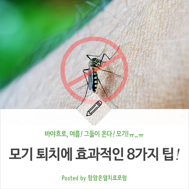 모기 박사님 추천 모기 퇴치법과 여름철 모기 없는 집 만들기 실전 전략_6