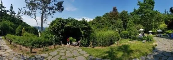 숲의 정상언덕위에서 바라본 파란하늘과 나무들 가운데 숲터널이 있는 정원