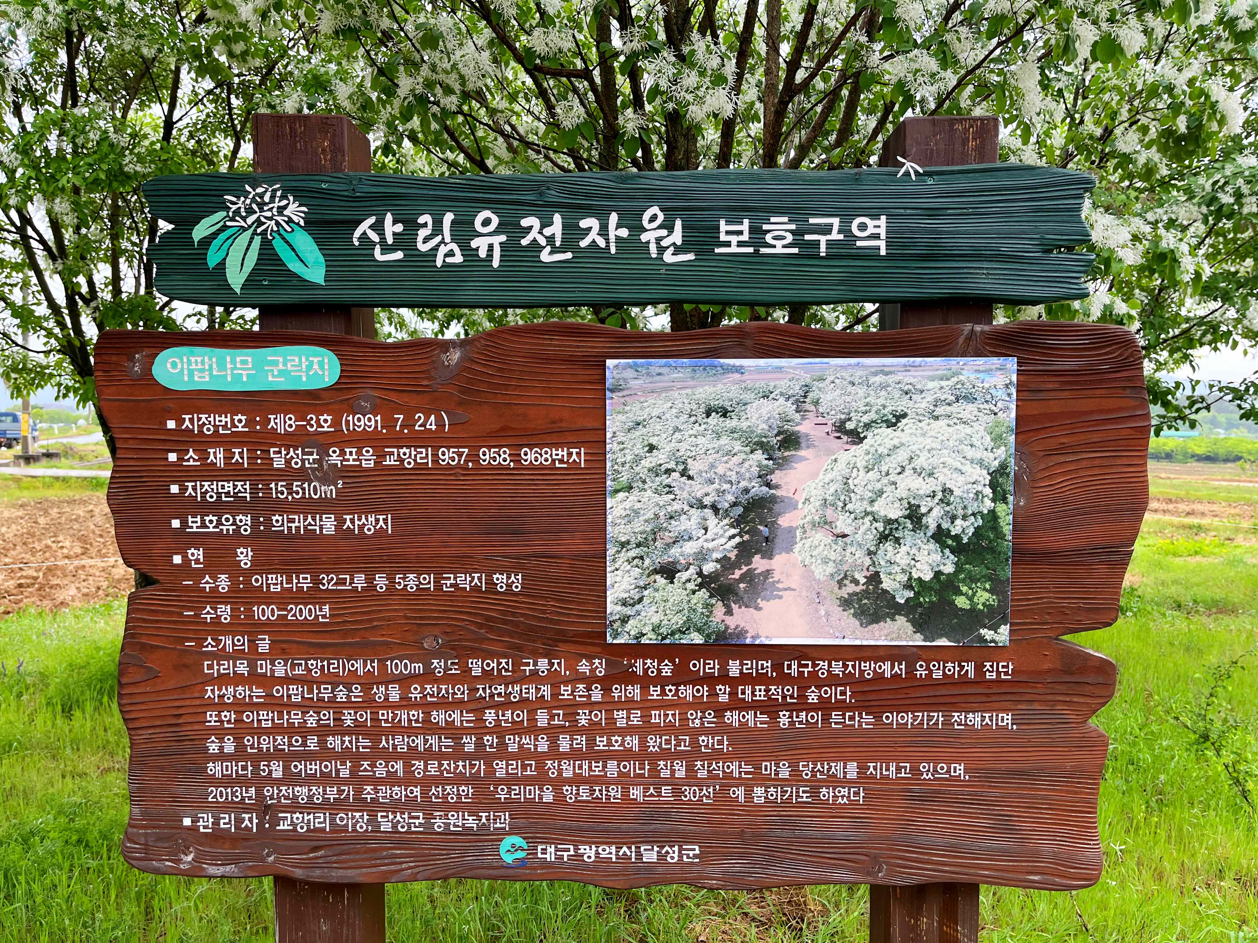 교항리이팝나무