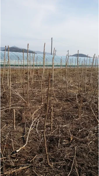 두릅 재배 순 수확 시기 가지치기 겨울 보온_7