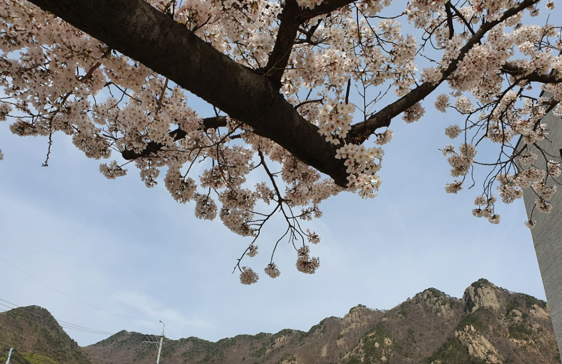 충남 벚꽃 명소 드라이브 코스 베스트 5 (각원사, 원성천, 공주 동학사, 서산 문수사, 서산 개심사 )