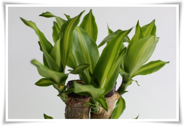 &quot;행운목&quot; 행운을 불러오며 실내 정원을 아름답게 가꾸는 초록의 친구!