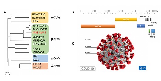 코로나19 변이(BA.2.86) 돌연변이 30개 더 많다