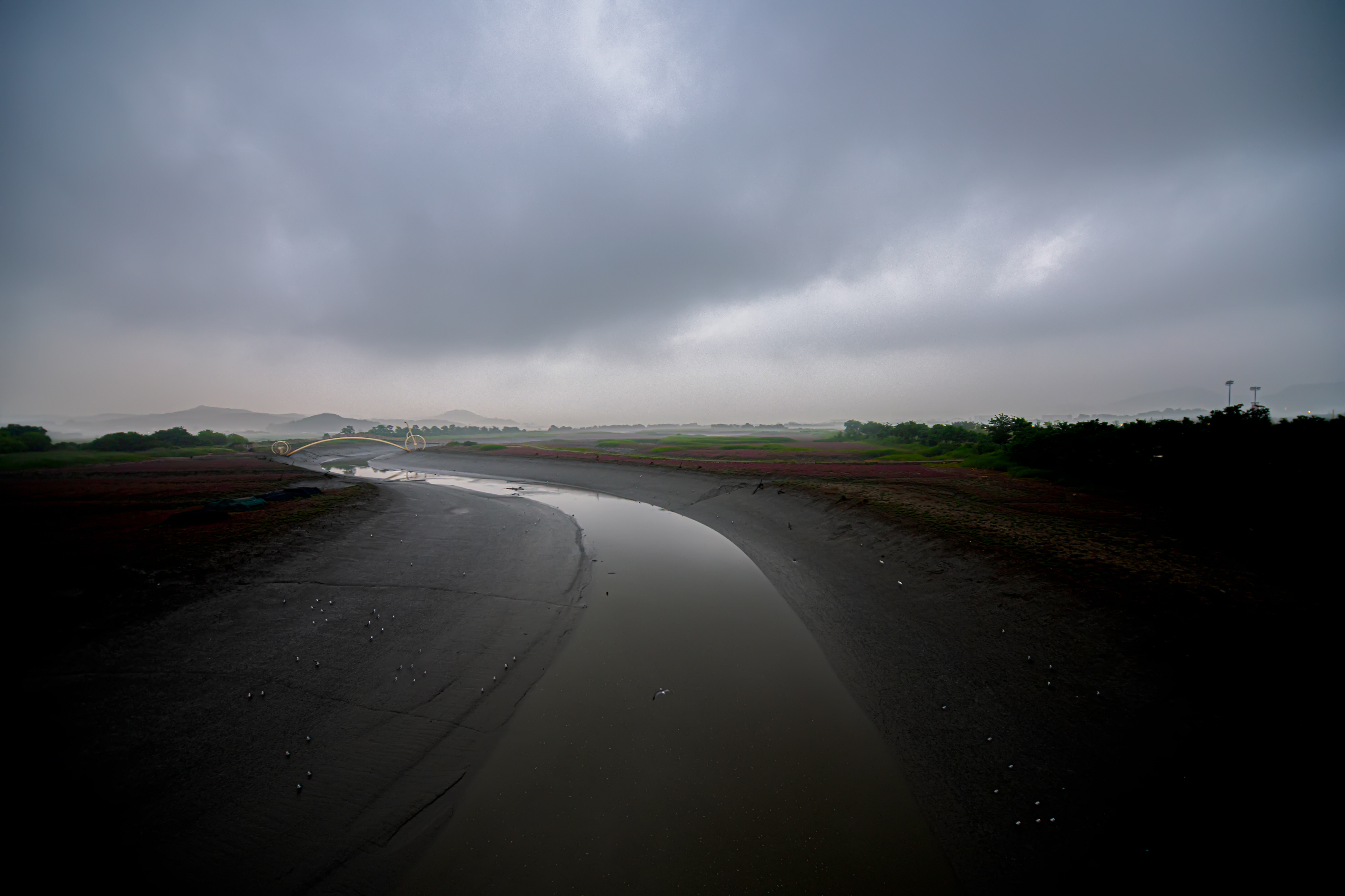 모여있는 갈매길
