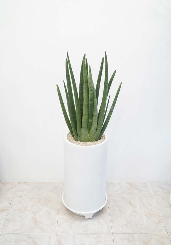 잘 자란 스투키의 모습