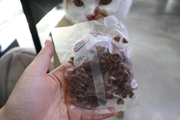 고양이이빨관리