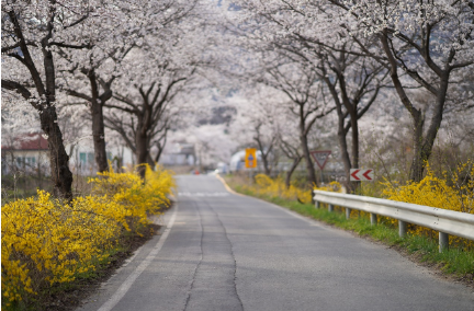 경주 보문단지 벚꽃 여행 가이드