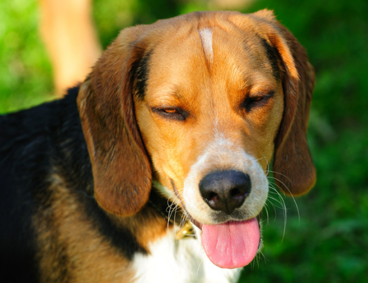 강아지 피로 증상부터 회복 팁 가이드