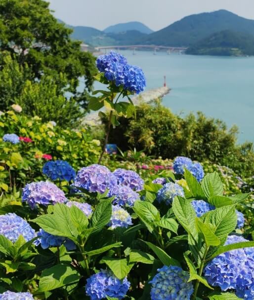 생생정보 한눈에 반했 섬 전남 고흥 쑥섬 돌담밥집 및 쑥섬 배편 예약방법 생생정보 2305회