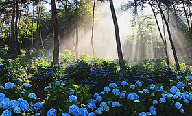 해남 포레스트수목원(4rest), 국내 최대 수국정원 완전 정복!