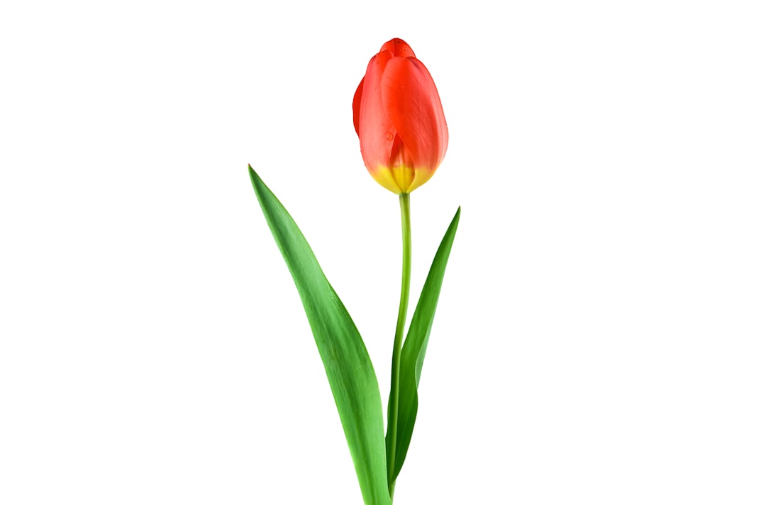 Tulip