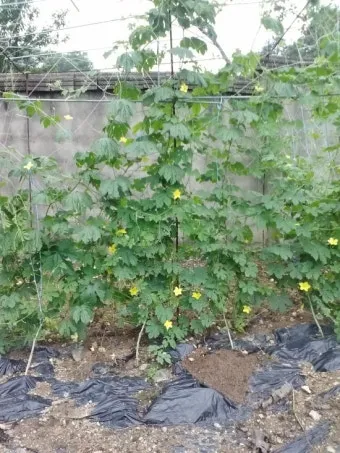 여주 재배 그늘 관리 수분 공급 여름 고온 대책_4